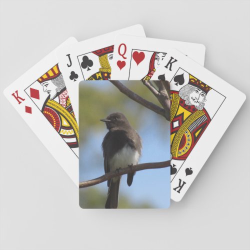 Playing cards _ Black Phoebe on Branch