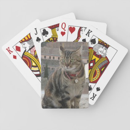 Playing Cards Cat