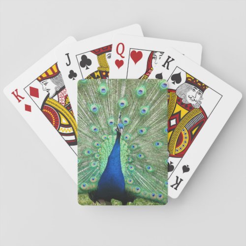 Playing Cards _ Peacock