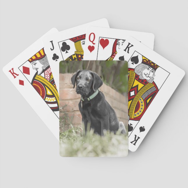 Playing Cards with front image of Labrador Puppy (Back)