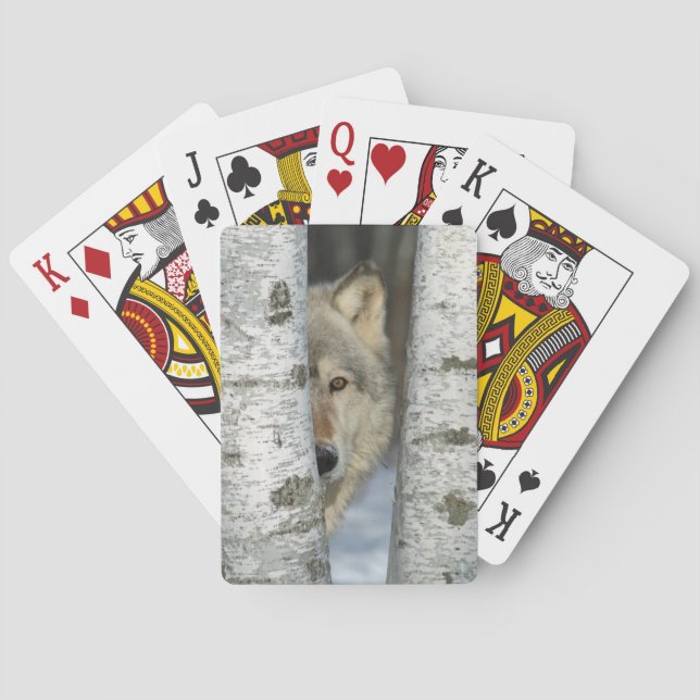 playing cards with pic of gray wolf in birch trees (Back)