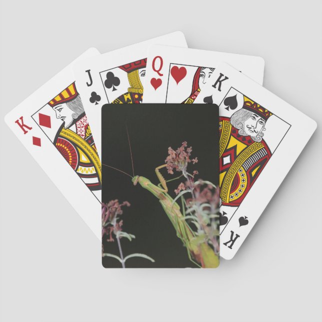 Playing cards with picture of praying mantis (Back)