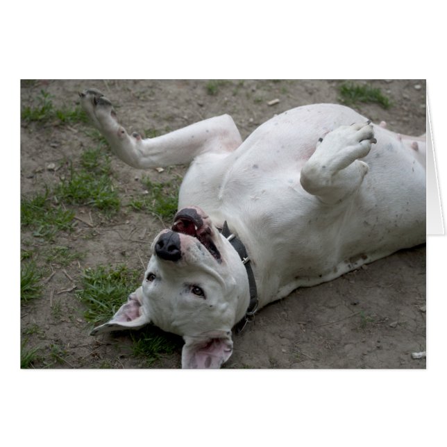 Playing Dogo Argentino Cards (Front Horizontal)