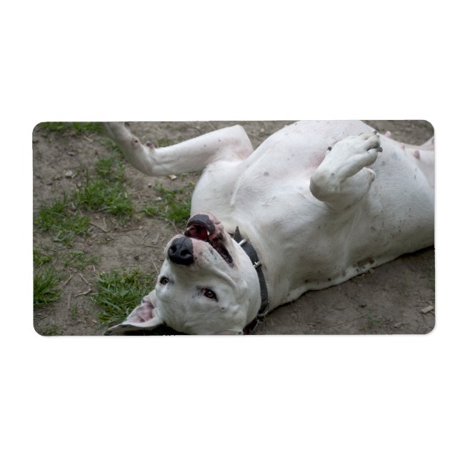 Playing Dogo Argentino Label (Front)