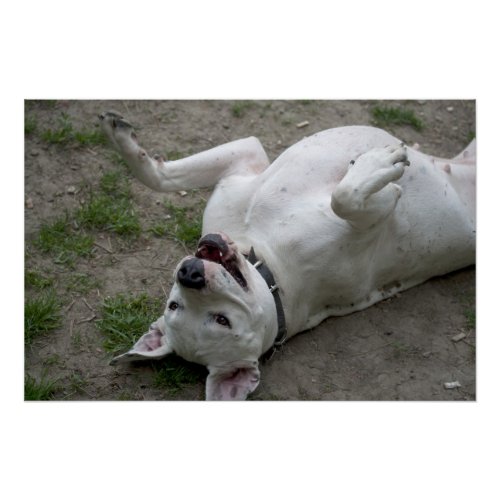 Playing Dogo Argentino Poster