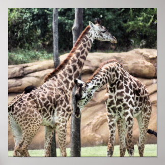 Playing Giraffes Print