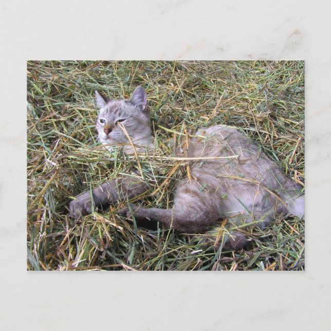 Playing in the Hay Postcard (Front)