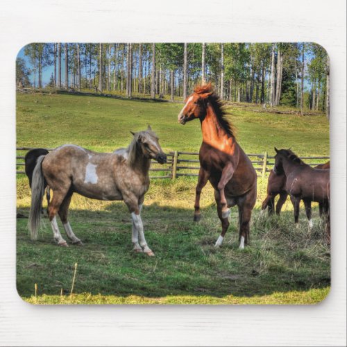 Playing Paint Stallion  Sorrel Mare Equine Photo Mouse Pad
