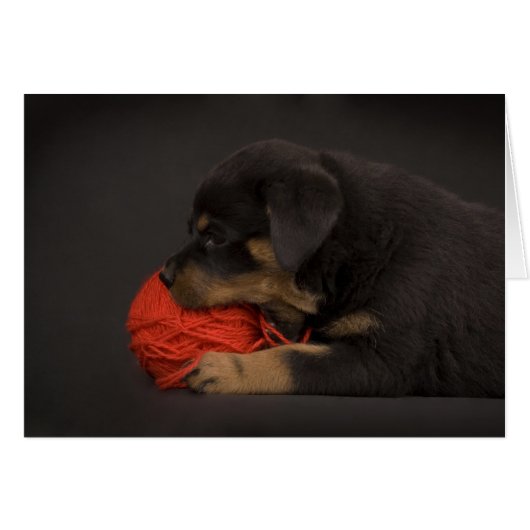 Playing Puppy 2 Cards (Front Horizontal)