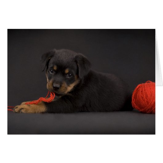 Playing Puppy 5 Cards (Front Horizontal)