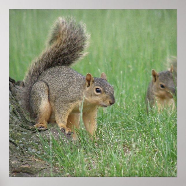 Playing Squirrels Poster (Front)