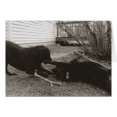 Playmates (Front Horizontal)