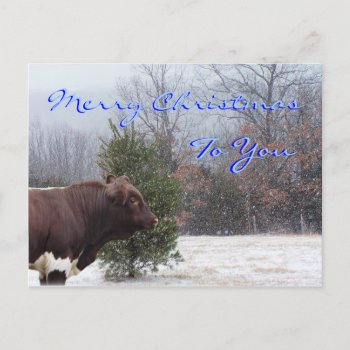Plb Merry Christmas-customize Holiday Postcard by MakaraPhotos at Zazzle