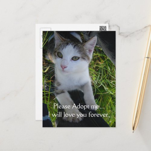Please adopt mewill love you forever Cat Postcard