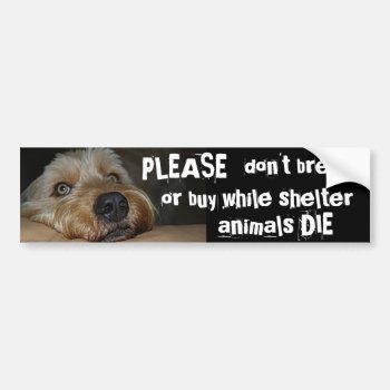 Please Dont Breed Or Buy While Shelter Animals Die Bumper Sticker by malibuitalian at Zazzle
