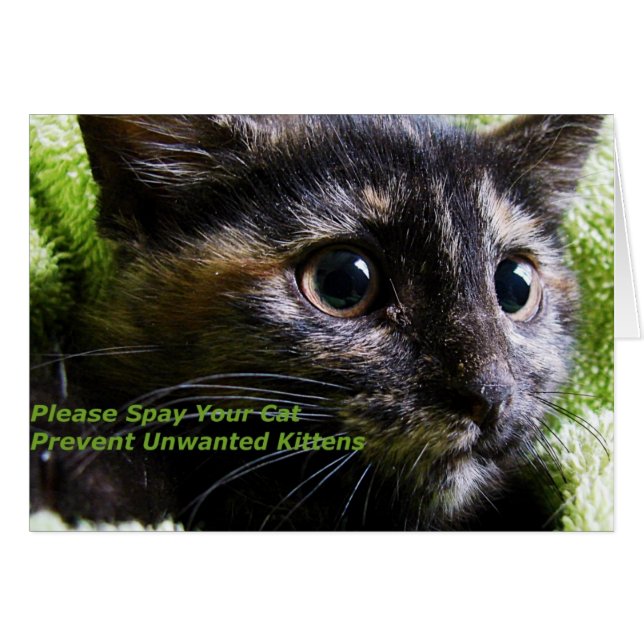 Please Spay Your Cat Prevent Unwanted Kittens Cards (Front Horizontal)