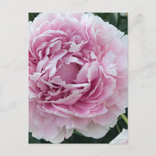 Pleasing Pink Perky Peony  Photo Postcard (Front)