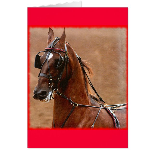 Pleasure Harness Saddlebred Digital Art Red Border Cards (Front)