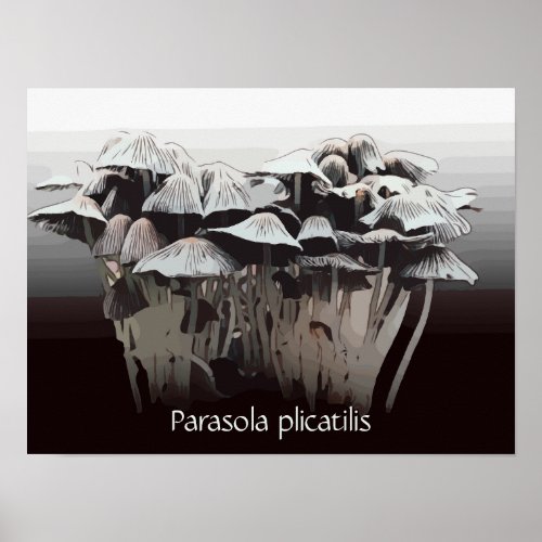 Pleated Inkcap Mushrooms Poster