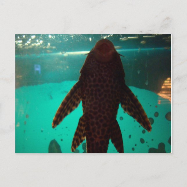 Pleco Postcard (Front)