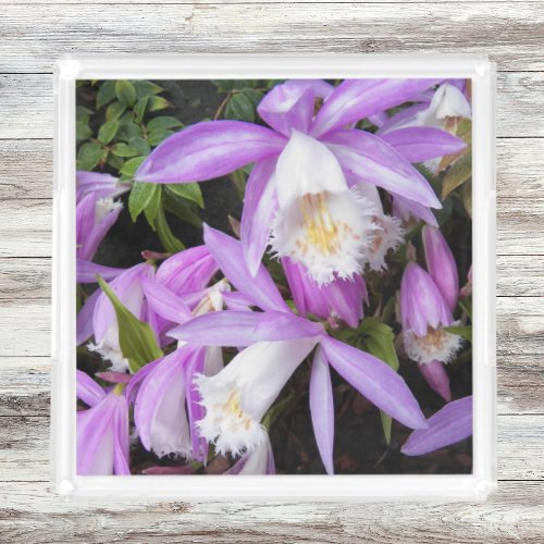 Pleione Window Sill Orchids Floral Acrylic Tray
