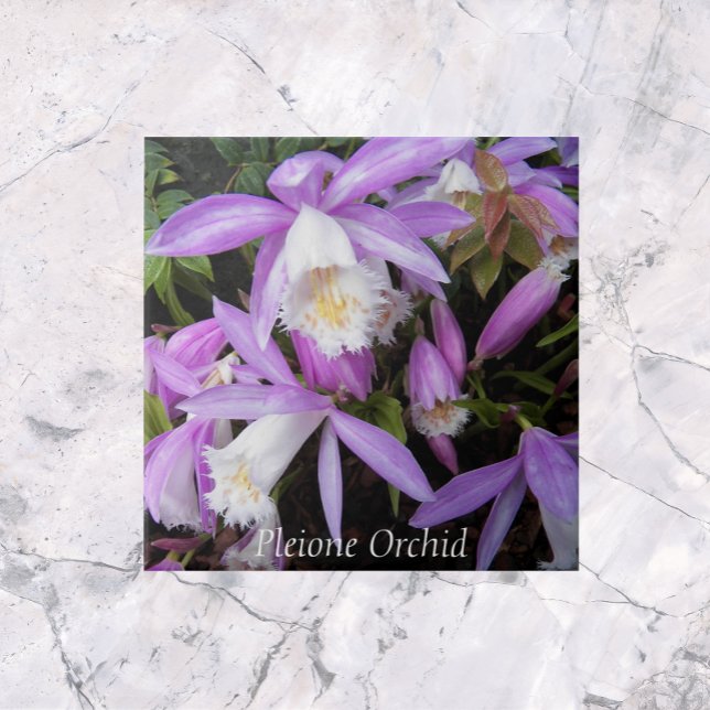 Pleione Windowsill Orchids Floral Ceramic Tile (In Situ)