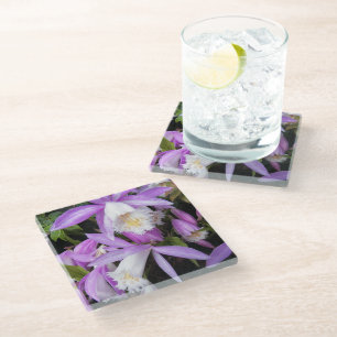 Pleione Windowsill Orchids Floral Glass Coaster