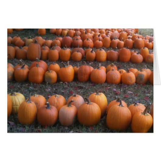 PLENTY OF PUMPKINS THANKSGIVING CARDS (Front Horizontal)