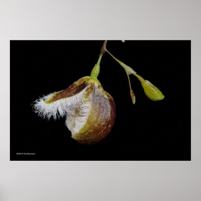 Pleurothallis Cypripedioides Poster (Front)