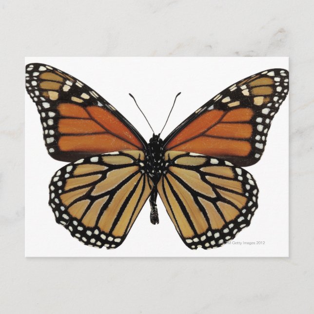 Plexippus Danaus Butterfly Postcard (Front)