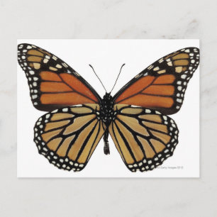 Plexippus Danaus Butterfly Postcard