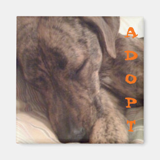 Plott Hound Magnet