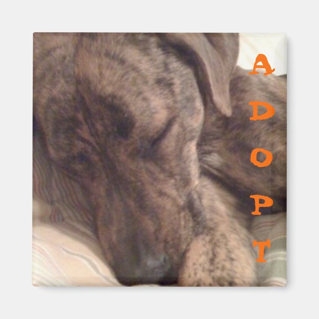 Plott Hound Magnet (Front)