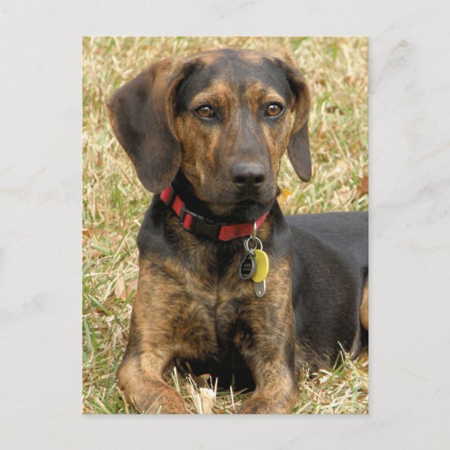Plott Hound Postcard (Front)