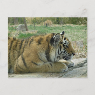 Plotting Kitty Wickedness! Postcard