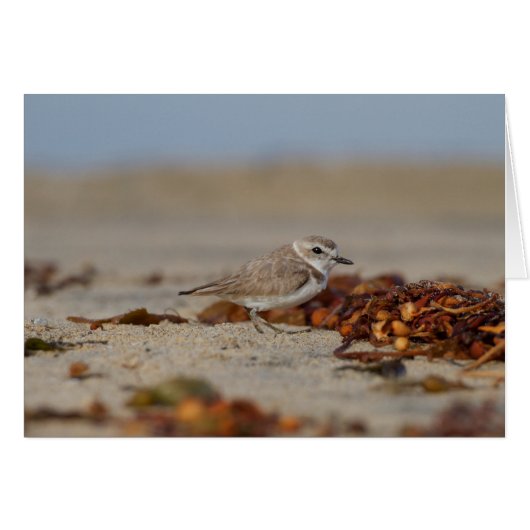 Plover and Seaweed Cards (Front Horizontal)