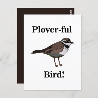 Plover Bird Funny Nature Wildlife