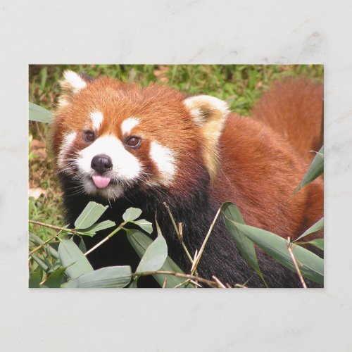 Plucky Red Panda Eats Bamboo Makes Funny Face Postcard