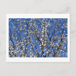 Plum Blossom: Japan Postcard