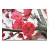 plum blossom spring pink flowers (Front Horizontal)