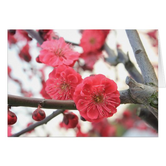 plum blossom spring pink flowers cards (Front Horizontal)