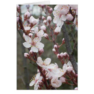 Plum Blossoms Cards