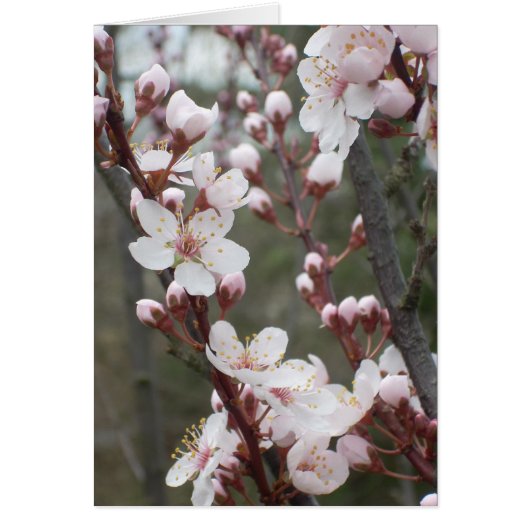 Plum Blossoms Cards (Front)