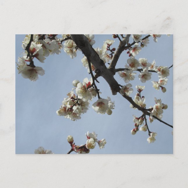 Plum Blossoms: Japan Postcard (Front)
