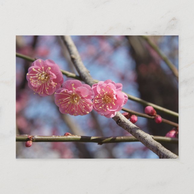 Plum blossoms postcard (Front)