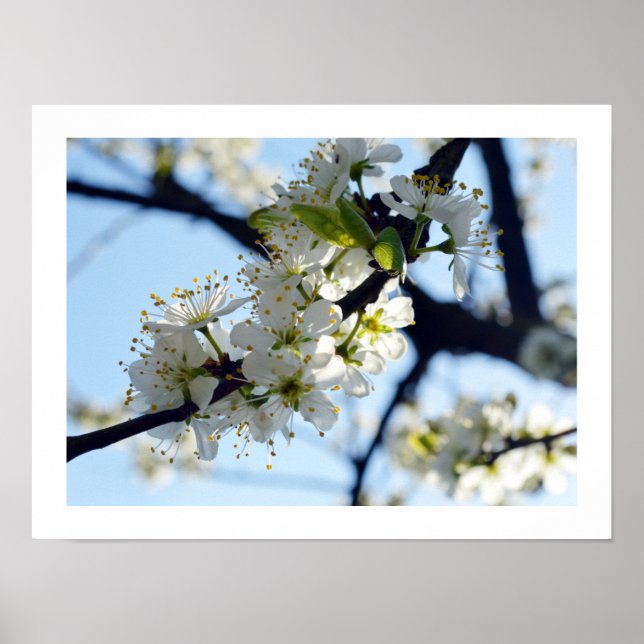 Plum Blossoms  Poster (Front)