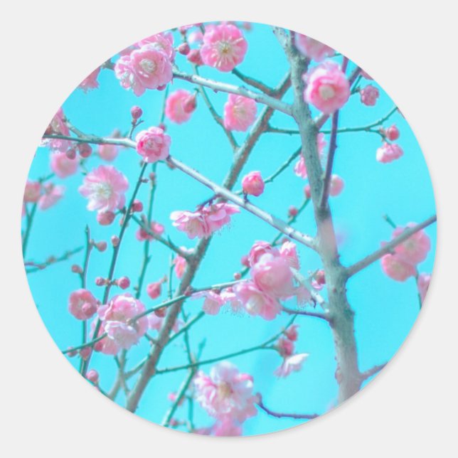 Plum Blossoms (Suzhou, China) Classic Round Sticker (Front)