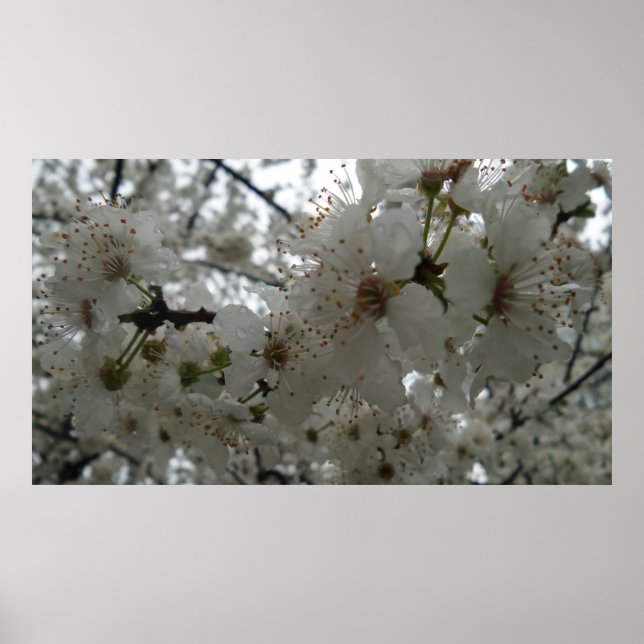 Plum Flower Poster (Front)