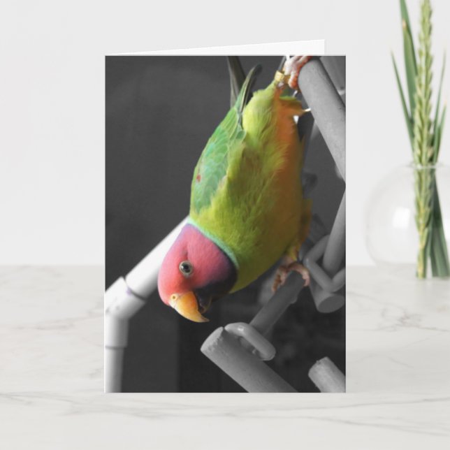 Plum Headed Parakeet Greeting Card (Front)
