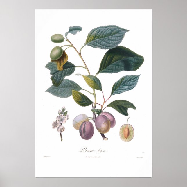 Plum,Prune bifera Poster (Front)